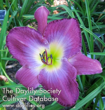 Daylily Anchors Aweigh